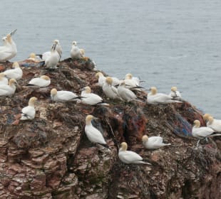 Helgoland: beim Lummenfelsen