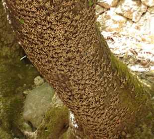 Baum mit Schmetterlingen im Schmetterlingstal