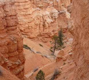 Bryce Canyon N.P.