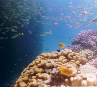 Nun gings zum Schnorcheln nach Great Magawish