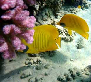 Schnorcheln Makadi Bay