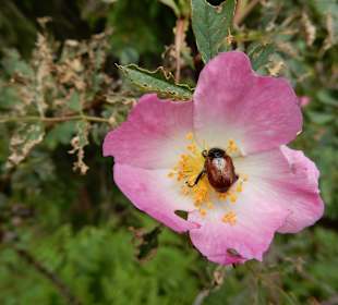 Grünten / Burgberger Hörnle