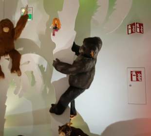 Steiff Museum