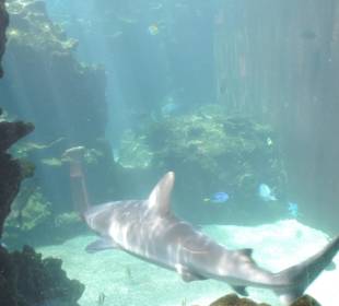 Im Aquarium unterwegs