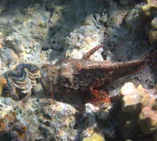 Skorpionfisch