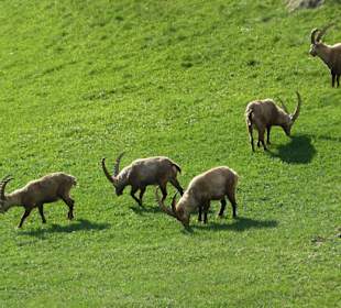 Wandern Sils im Engadin/Segl