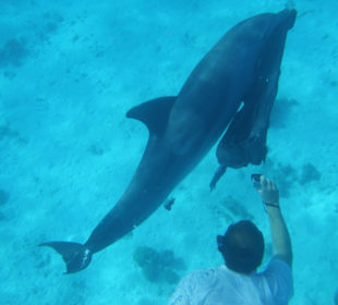 Delfin spielt mit Tüte