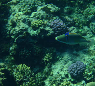 Unterwasserwelt Hausriff