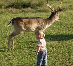 Hochwildschutzpark: zutrauliche Hirsche