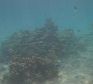 Korallenriff rechts hinter der Hotelgrenze (Hotel Caribbean 