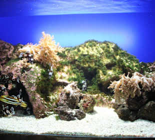 Aquarium