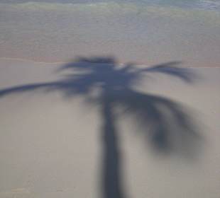 Palmenschatten