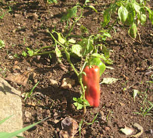 Paprika