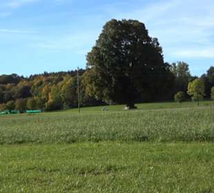 Friedenslinde Kohlstetten
