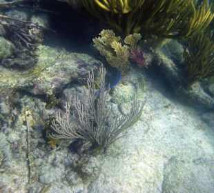 Ca. 20 m vom Strand aus