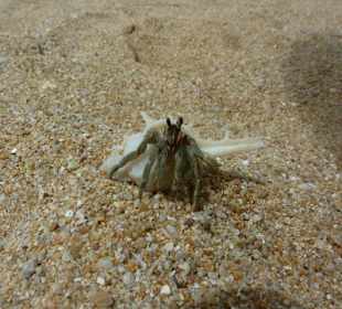 Kleine Strandbewohner