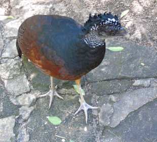 Xaman Ha Bird Park