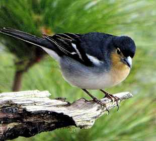 Ein Buchfink am Lomo de las Chozas