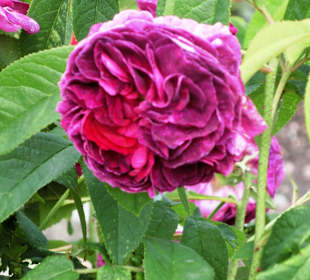 Botan. Garten Göteborg