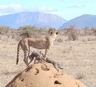 Gepard im Samburu