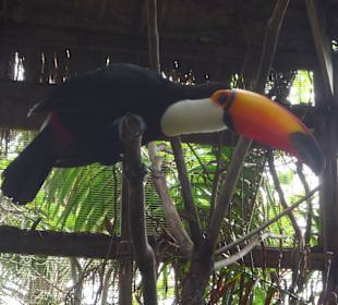 Schöne und exotische Vögel