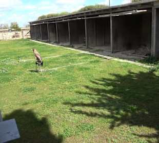 Malta Falconry Centre