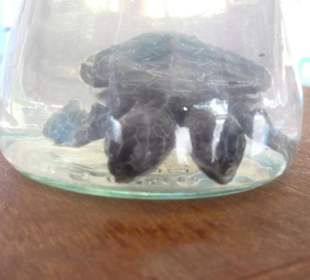 Schildkröte mit zwei Köpfen
