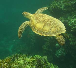 Die Schildkkröte am Hausriff