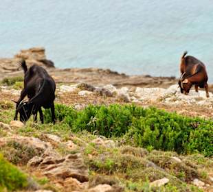 Etwas höher trifft man auf Bergziegen