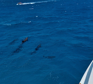 Delfin Tour Makadi Bay