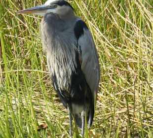 Everglades National Park: Anhinga Trail