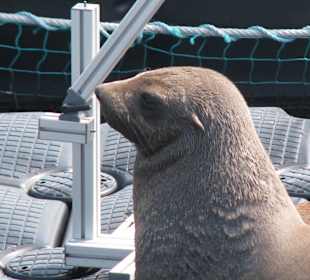 Seebär Finn (geb.2008) beim Training