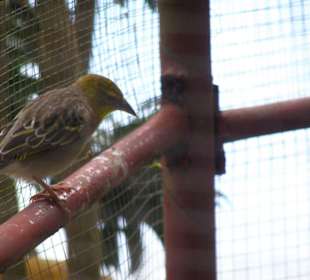 Vögel im Le Val Park