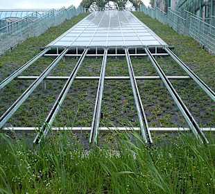 Ogród na dachu Biblioteki Uniwersyteckiej