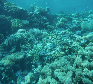 Korallenriffe