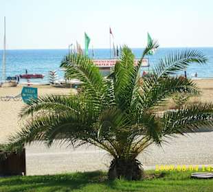 Palme am Strand