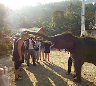 Elefantencamp Chiang Mai