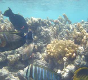 Riff Hotel Fort Arabesque