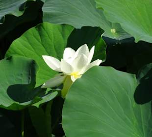 Lotus am See von Schloss Trauttmansdorff