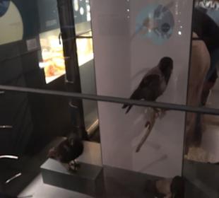 Museum für Naturkunde