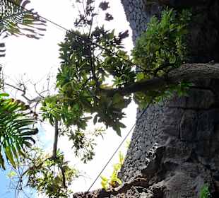 Fundacion Cesar Manrique