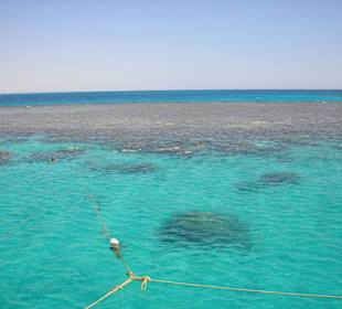 Korallenriff vor El Gouna