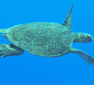 Schildktöte, war oft zu sehen