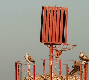 Seeadler gesehen auf der Lagunentour