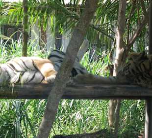 В зоопарке Бали