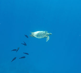 Schnorcheln Marsa Alam