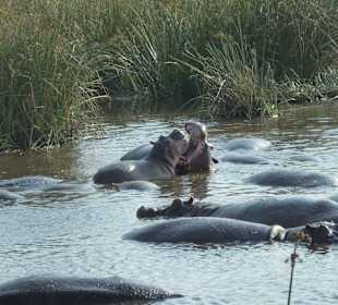 Flußpferde im Krater