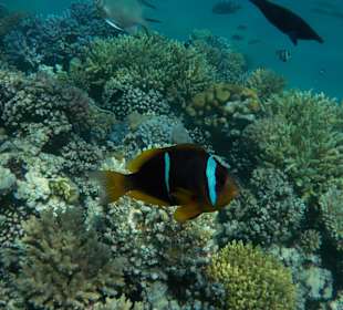 Unterwasserwelt am Hausriff