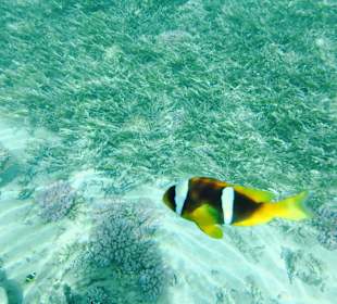 Schnorcheln am Hausriff