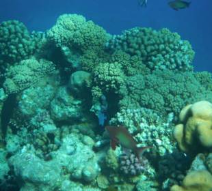 Hausriff Arabia Azur